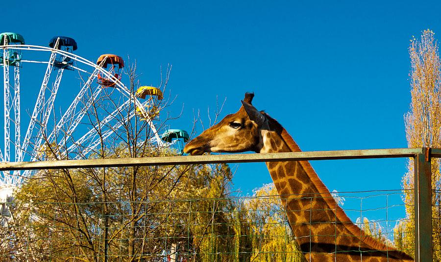 Фото жирафа в парке развлечений Солнечный Остров